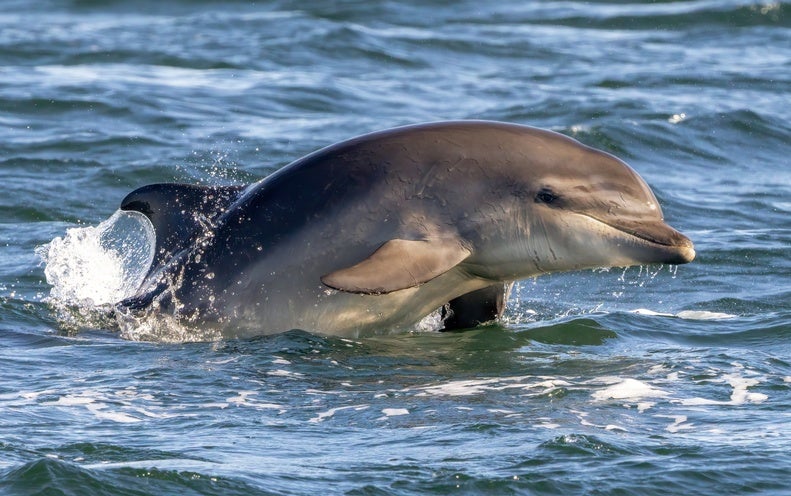 A famous dolphin-human fishing team is in danger of disappearing