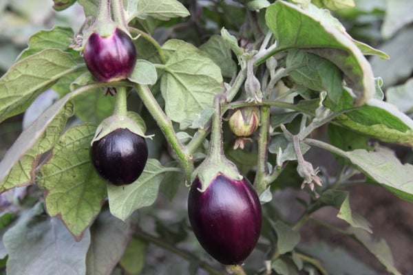 Eggplants on the vine.