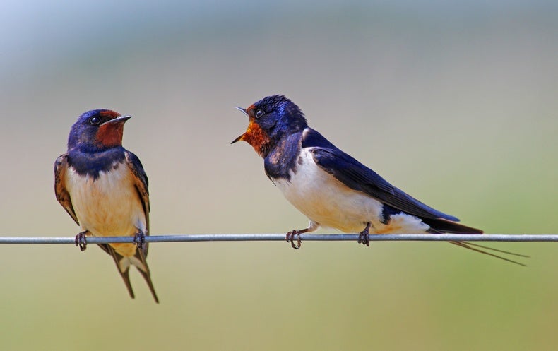 How young female birds benefit from an older male partner