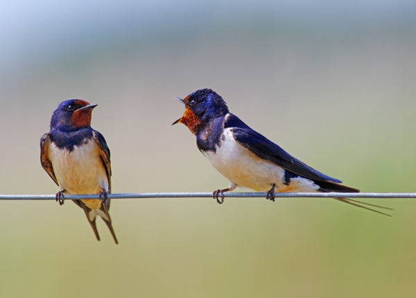 Two juvenile Swallow (Hirundo rustica) perched on a wire fence .
