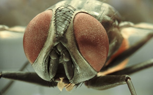 Insects Donate DNA to Unrelated Bugs