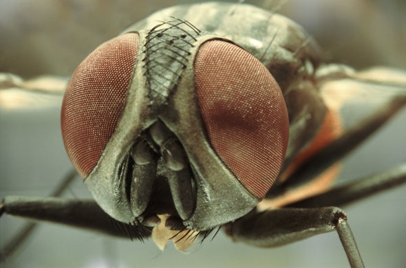 Insects Donate DNA to Unrelated Bugs