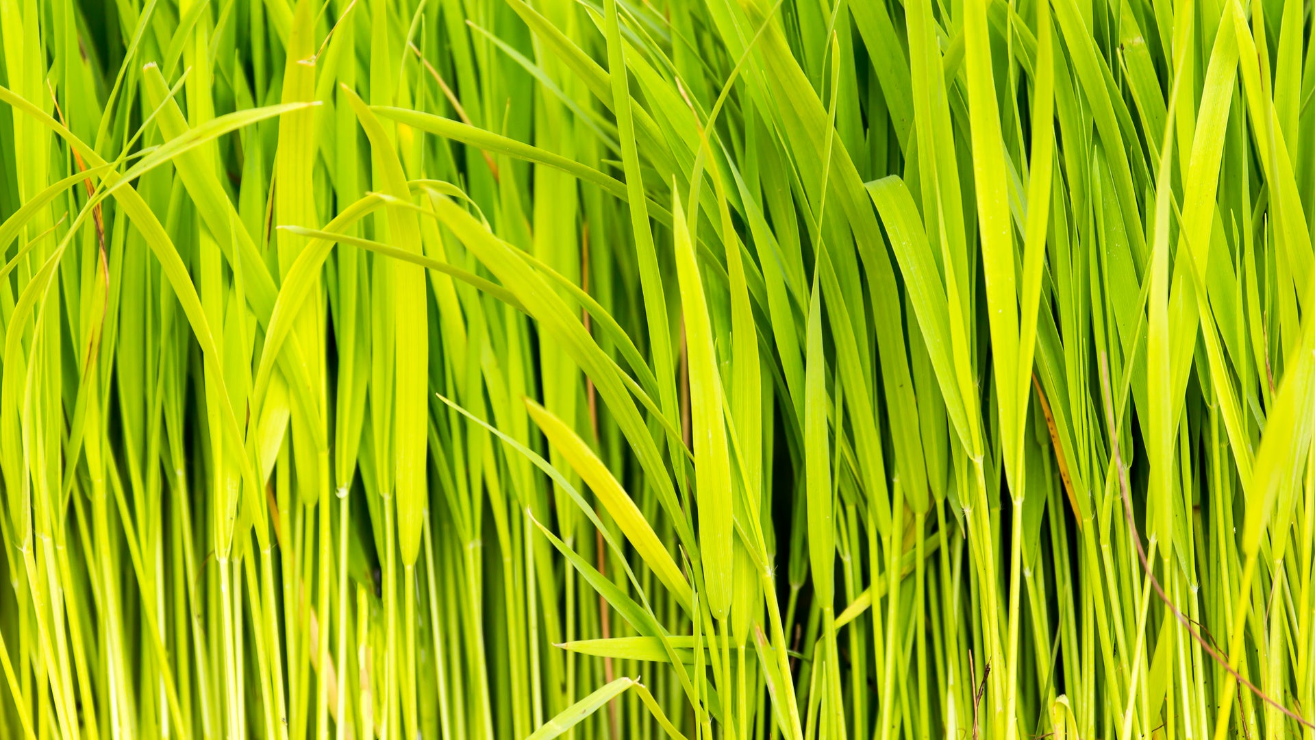 This Tiny Tube Is Why Grass Is Everywhere | Scientific American
