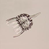 Radiolarian skeleton: