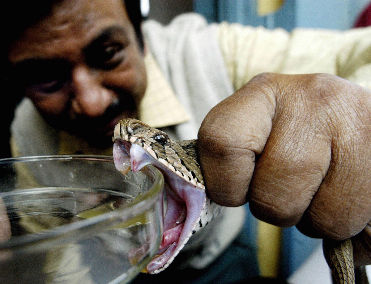 Synthetic Biology Bites Back at Global Snake Antivenom Shortage |  Scientific American