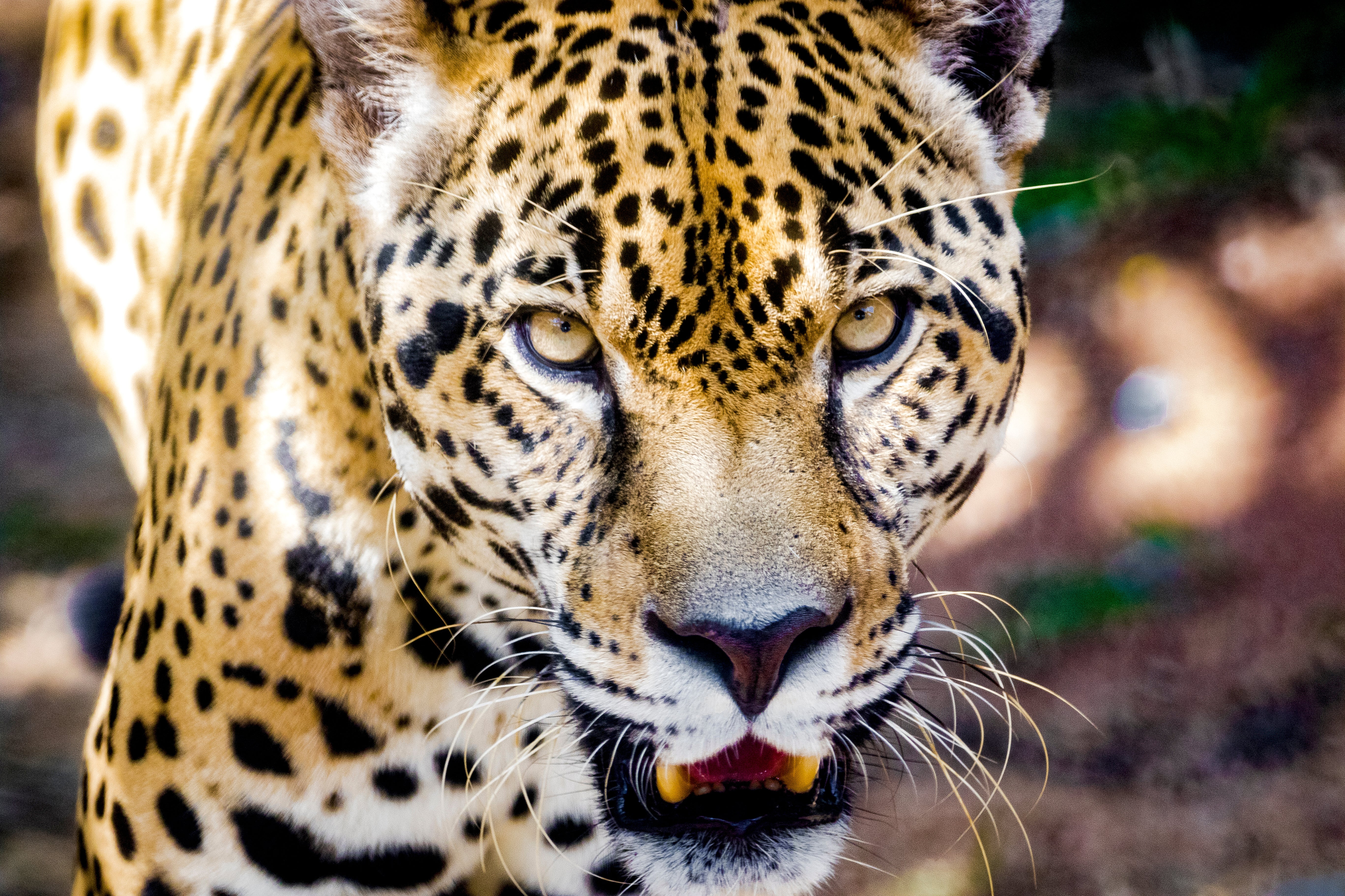 Panama Risks Becoming a Broken Link in an Intercontinental Wildlife Route -  Scientific American