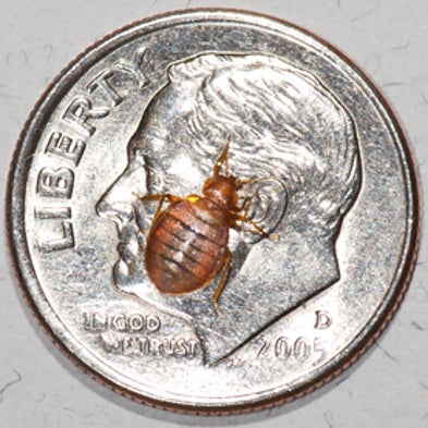 Types Of Bed Bugs That Fly Types Of Bed Bugs That Fly