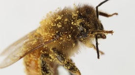 How Honeybees Brush Their Eye Hairs