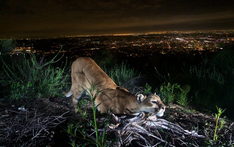 Les incendies de forêt ont stimulé les comportements à risque chez les Lions des montagnes de Los Angeles
