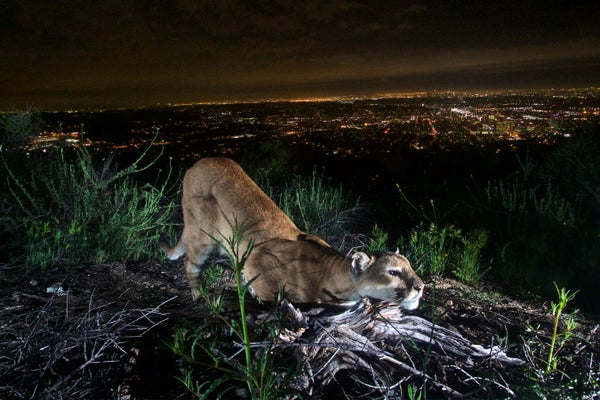 Mountain lion above Los Angeles.