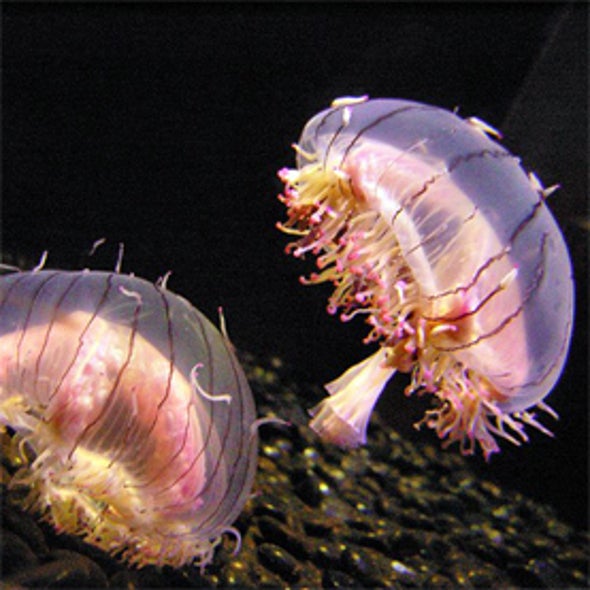 JellyWatch