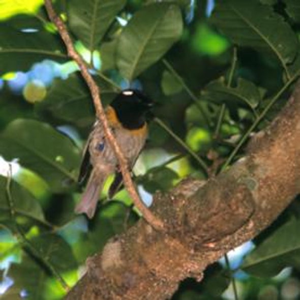 For Want of a Pollinator, a Flower May Be Lost--or a Forest