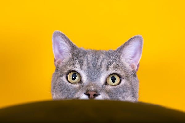 Big-eyed naughty obese cat looking at the target. yellow and orange color background