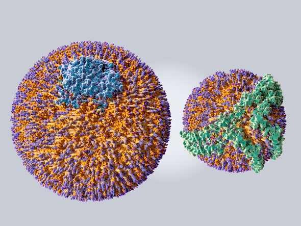 This Is Your Brain on Cholesterol
