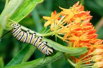 How Monarch Butterflies Evolved to Eat a Poisonous Plant