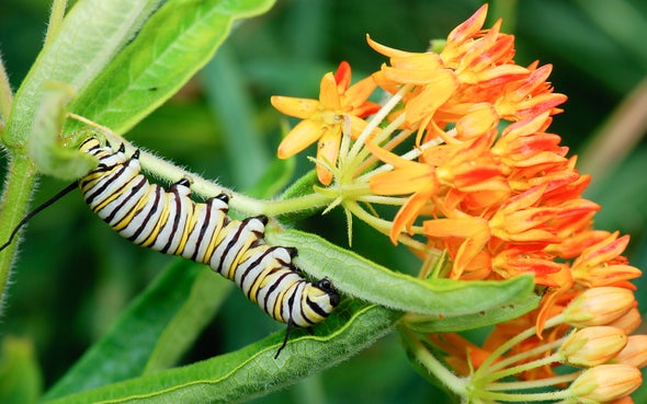 How Monarch Butterflies Evolved to Eat a Poisonous Plant