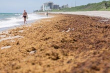 Here's the Real Story behind the Massive 'Blob' of Seaweed Heading toward Florida