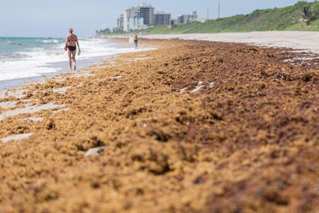 Red algae piled up on beach
