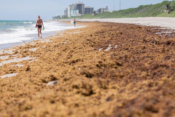 Here's the Real Story behind the Massive 'Blob' of Seaweed Heading toward Florida