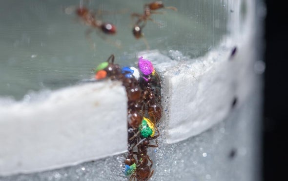 Freeloading Ants Help the Workflow