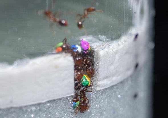 Freeloading Ants Help the Workflow