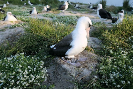 Laysan albatross