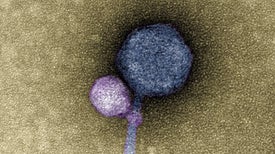 new research in microbiology new research in microbiology