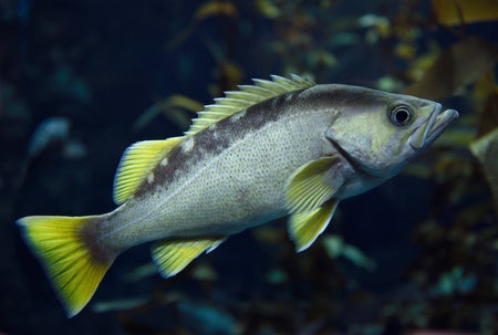 Yellowtail rockfish with yellow fins fish in a kelp forest in the Pacific Ocean off of the North American coast.