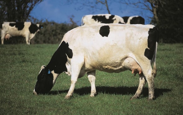 Feed Additive Squelches Ruminants' Methane Belches