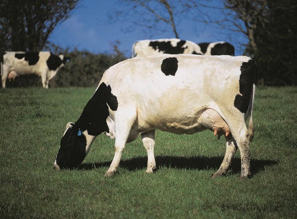 Feed Additive Squelches Ruminants' Methane Belches
