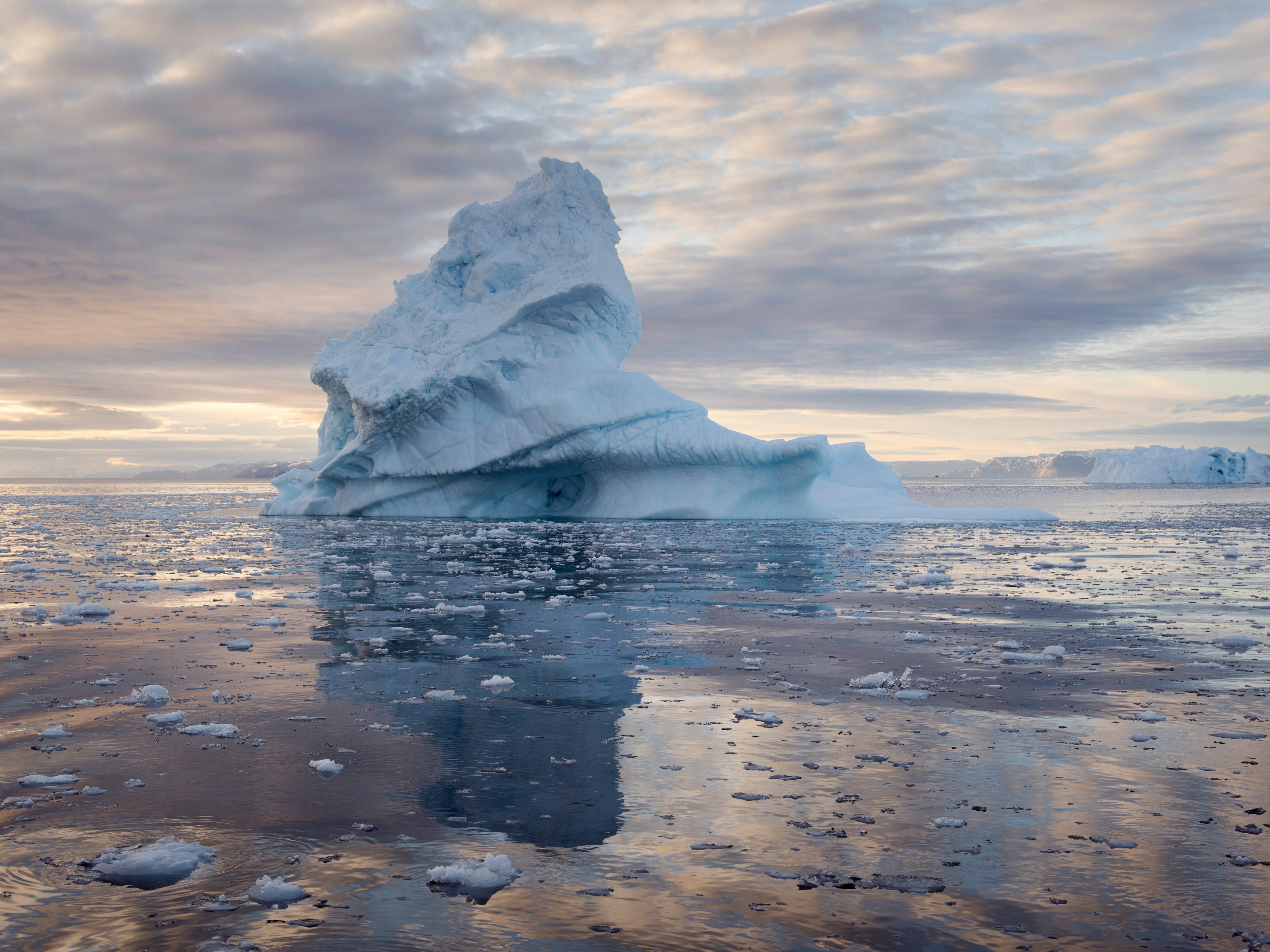 arctic ocean animals and plants