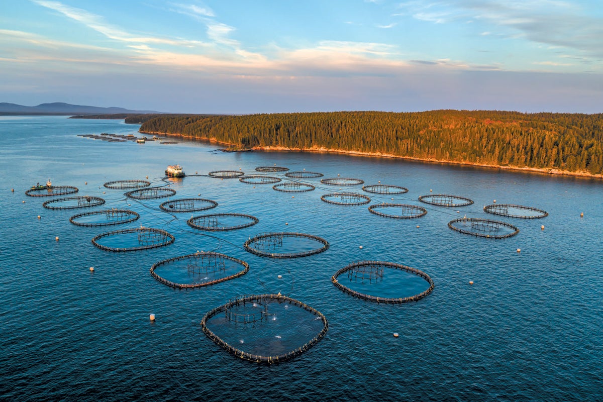 Salmon net pens off Black Island, Maine.