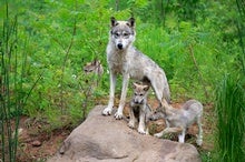 How the Wolves Change the Forest