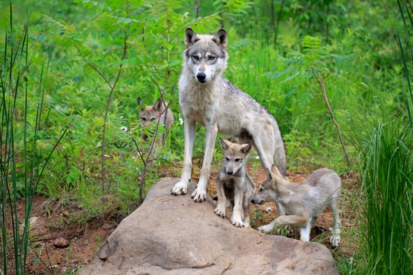 How the Wolves Change the Forest - Scientific American