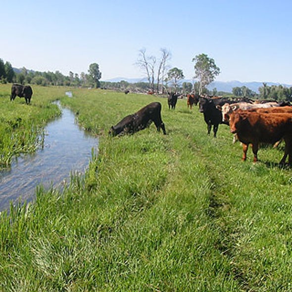 Fertilizer Runoff Overwhelms Streams and Rivers--Creating Vast "Dead Zones"