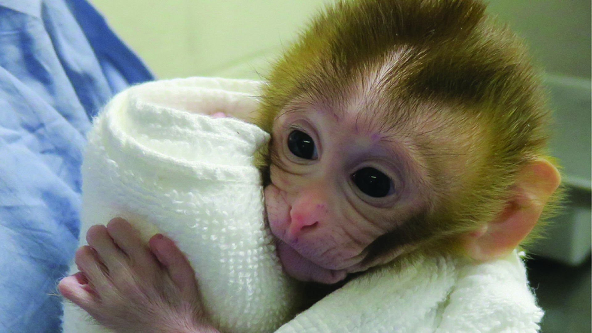 First Baby Monkey Born Using Sperm from Frozen Testicles | Scientific  American