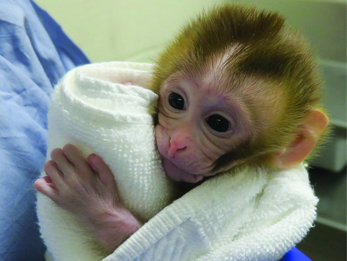 First Baby Monkey Born Using Sperm from Frozen Testicles | Scientific  American