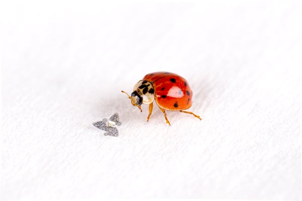 A tiny device next to ladybug for scale. Ladybug seems very large in comparison.