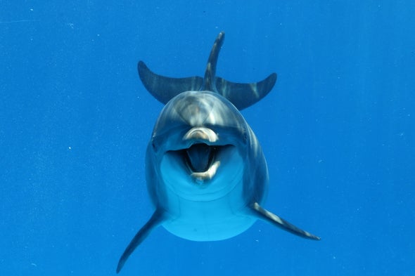 Dolphins Dumb Down Calls to Compete with Ship Noise