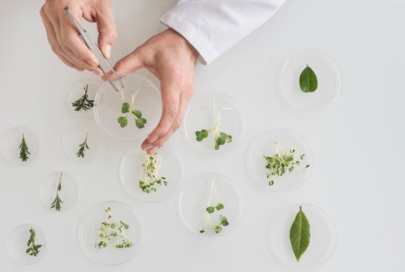 The Lost Art of Looking at Plants