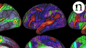 Scientists Map Nearly 200 Areas in the Human Brain
