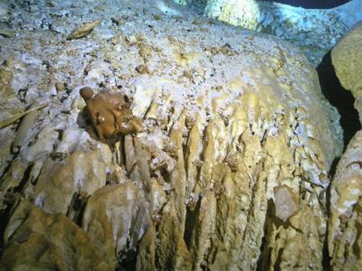 Ancient Bones Reveal Girl's Tough Life in Early Americas | Scientific  American