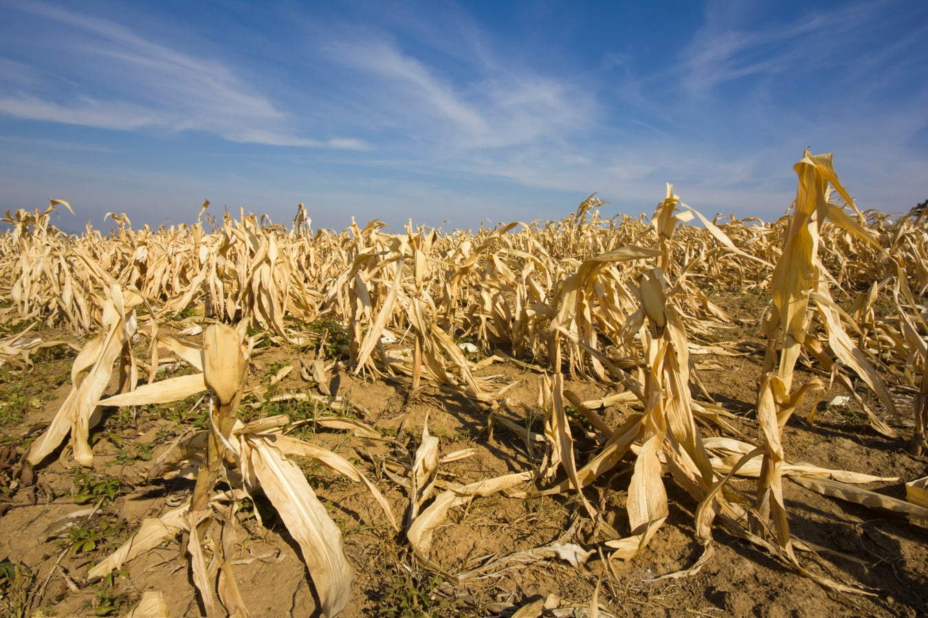 Extreme Weather May Raise Toxin Levels in Food, Scientists Warn ...