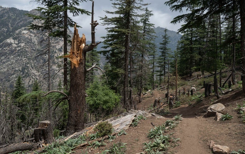 A Rare Glimpse into Afghanistan's Spectacular, Vanishing Forests ...