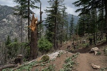 A Rare Glimpse into Afghanistan's Spectacular, Vanishing Forests