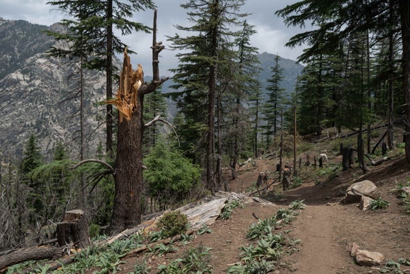 A Rare Glimpse into Afghanistan's Spectacular, Vanishing Forests
