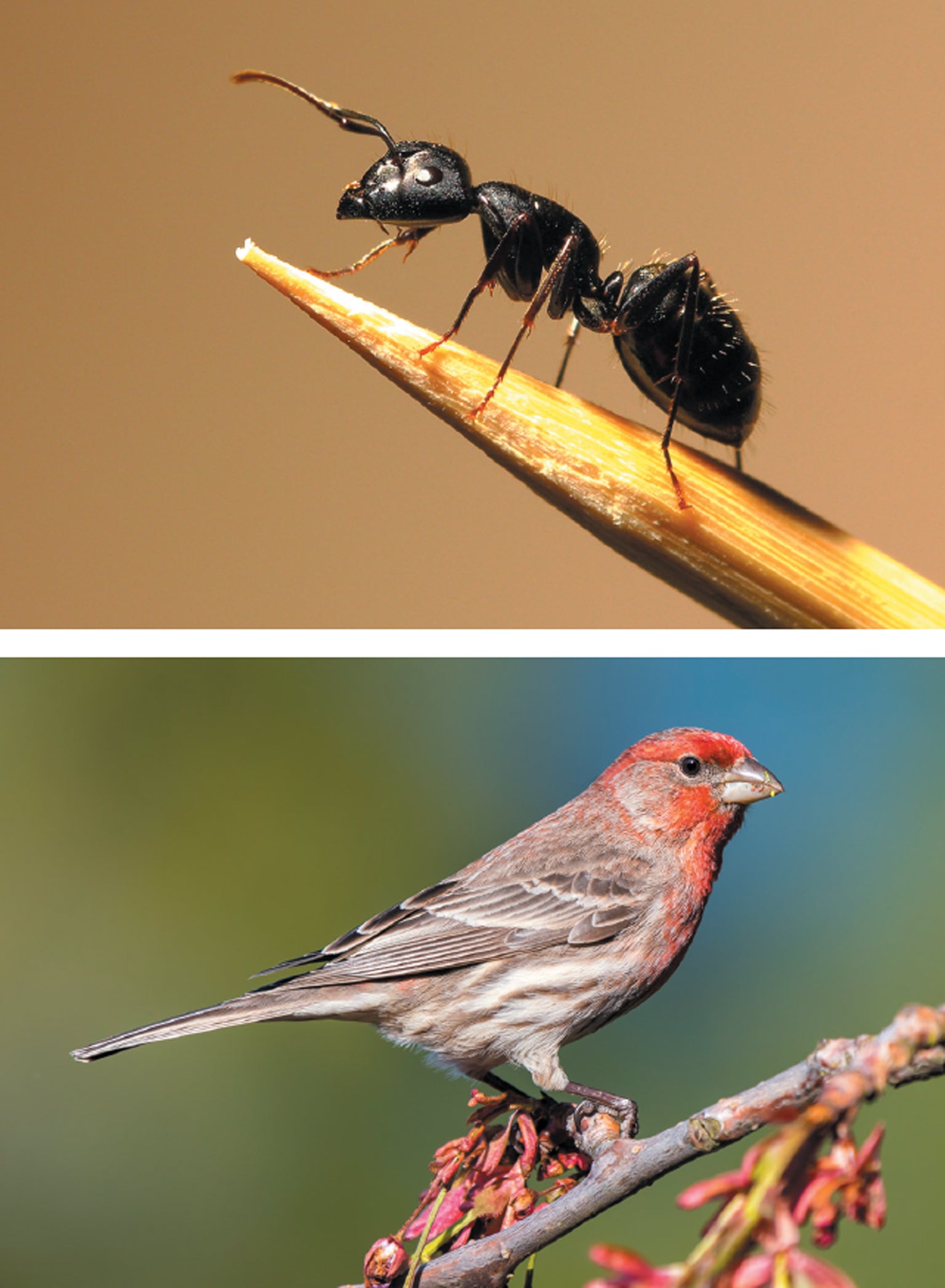 Garden
                          ants and House finches