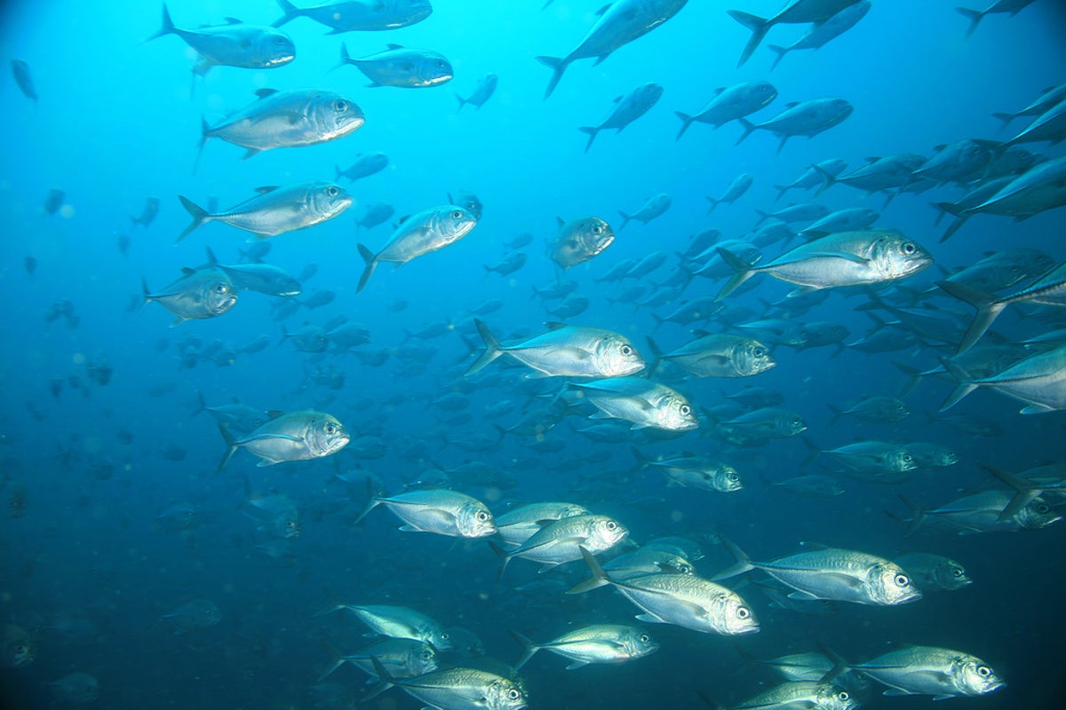 Warming Oceans May Lead to Smaller Fish