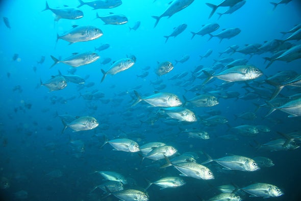 Warming Waters Could Mean Smaller Fish