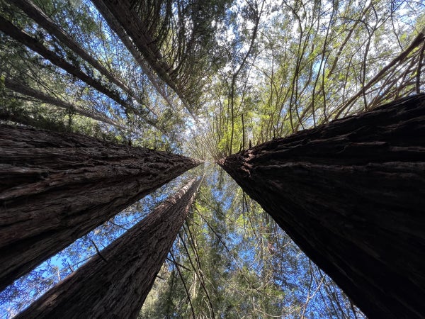 View up the trunks of 3 large redwood trees.
